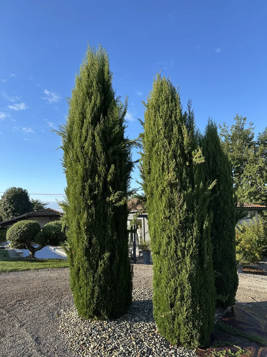 Cyprès aux branches débordantes avant la taille