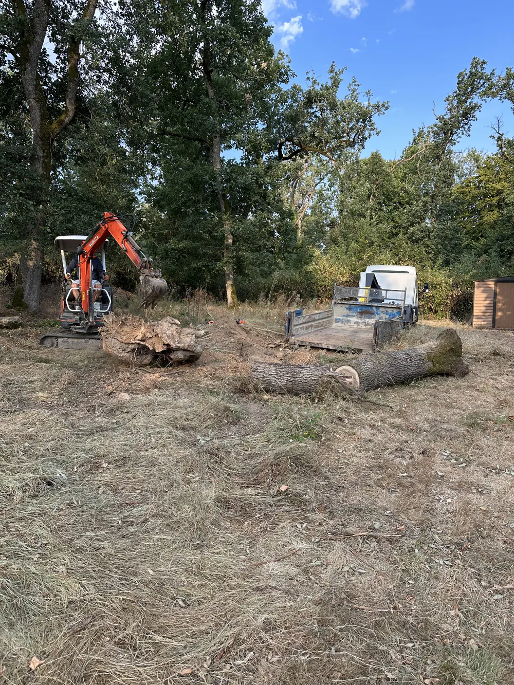 Souche extraite à la mini-pelle près de troncs débités sur un chantier