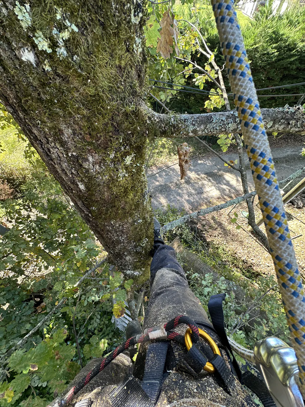 Élagueur équipé d'un harnais et de cordes pendant une intervention dans un arbre