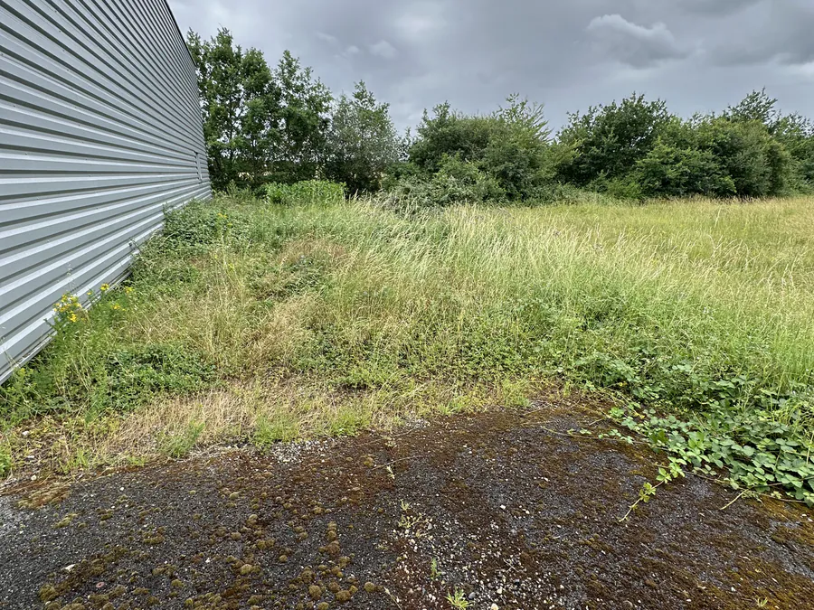 Abords d'un bâtiment professionnel envahis par les herbes avant l'intervention