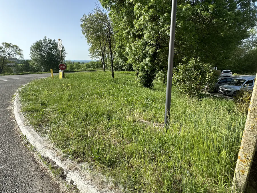 Accotement couvert d'herbes hautes avant le fauchage