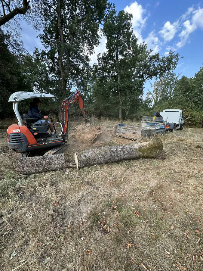 Mini-pelle au travail près d'un tronc de chêne au sol et d'une benne