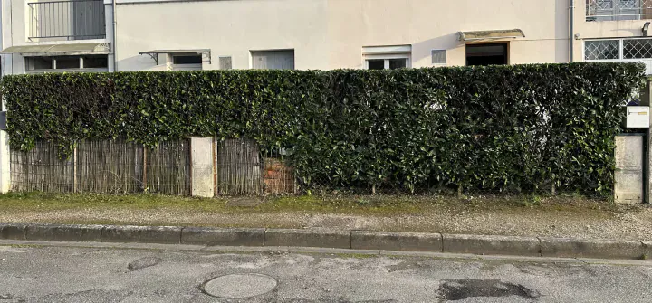 Longue haie taillée à hauteur régulière le long d’une clôture côté rue