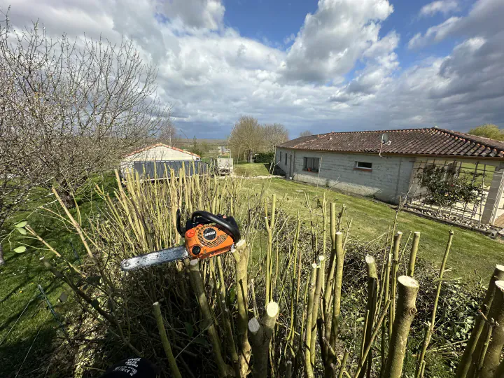 Haie fortement rabattue avec une tronçonneuse posée sur les branches coupées