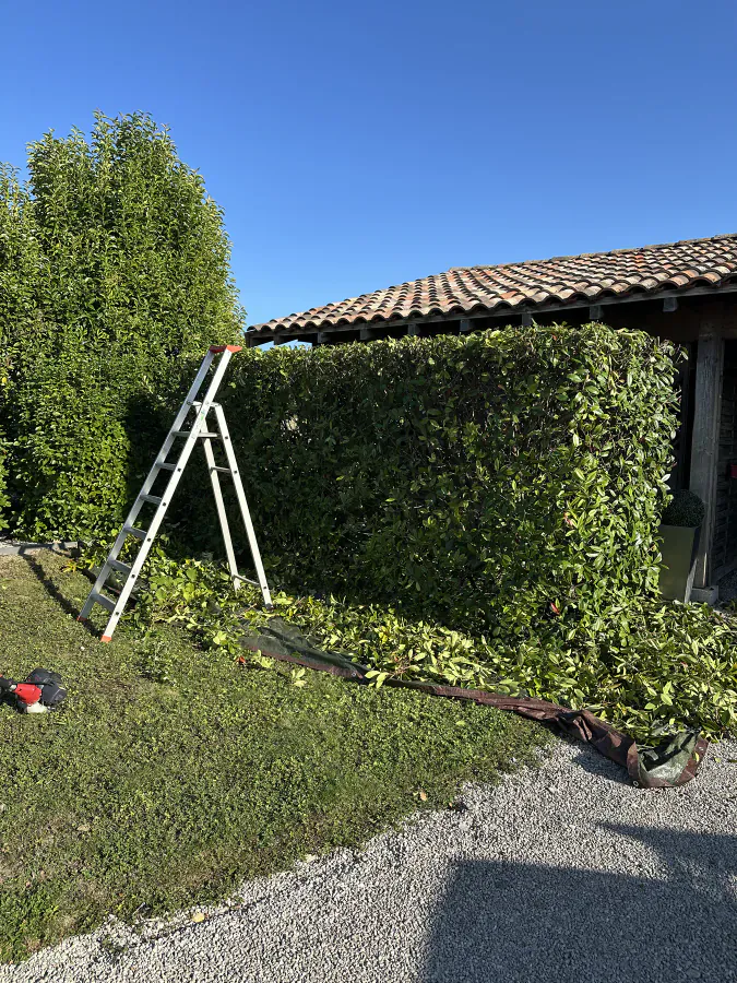 Haute haie en cours de taille avec une échelle et un taille-haie