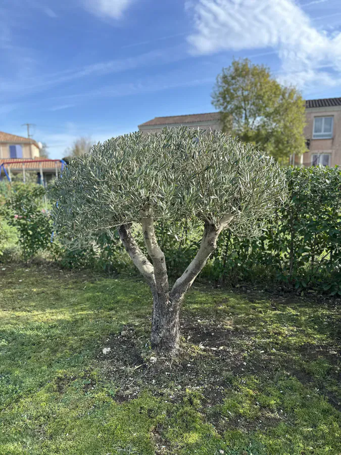 Olivier taillé avec une couronne aérée dans un jardin