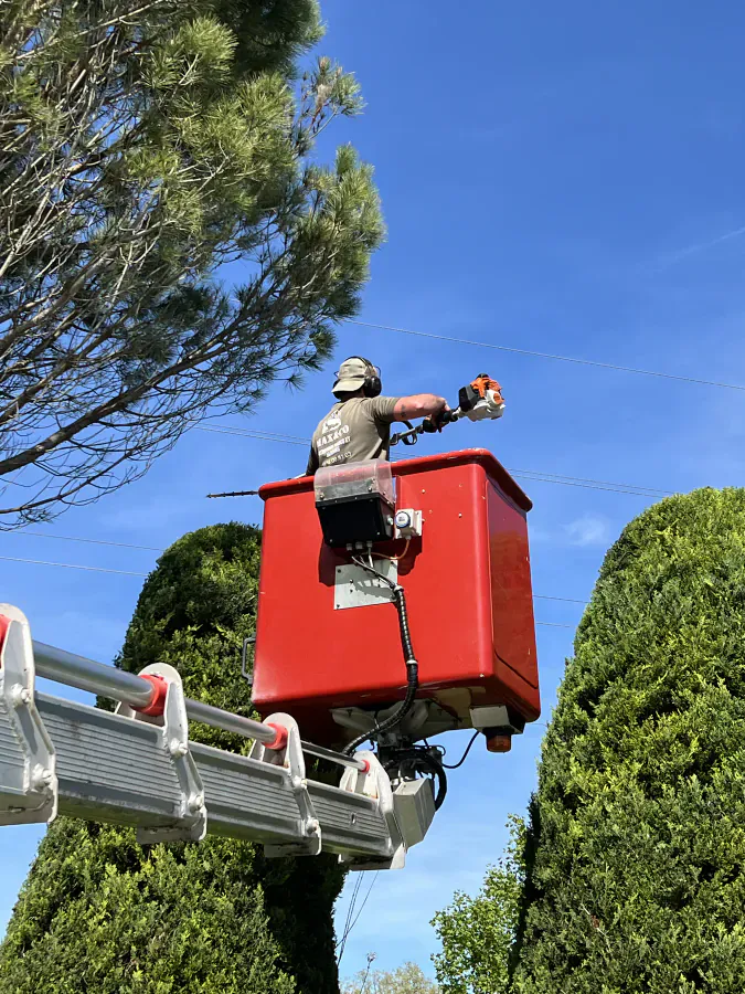Professionnel travaillant en nacelle avec un taille-haie devant des conifères