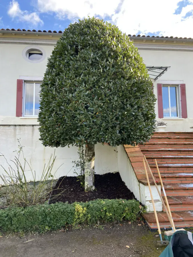 Grand arbuste taillé en forme ovale devant la façade d’une maison