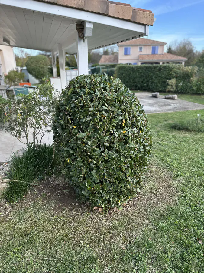 Arbuste dense taillé en forme compacte et arrondie