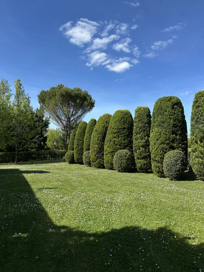 Long alignement de conifères taillés en formes régulières au bord d’une pelouse