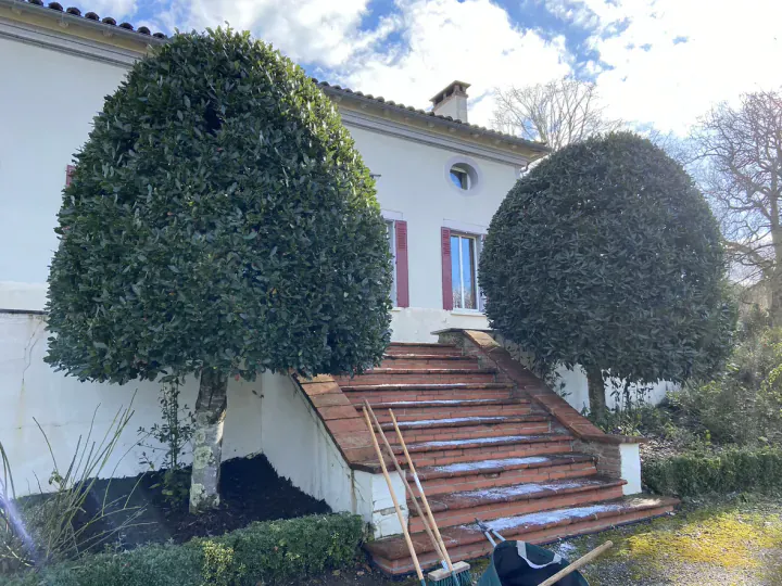 Deux grands arbustes taillés en forme ovale de chaque côté d’un escalier extérieur