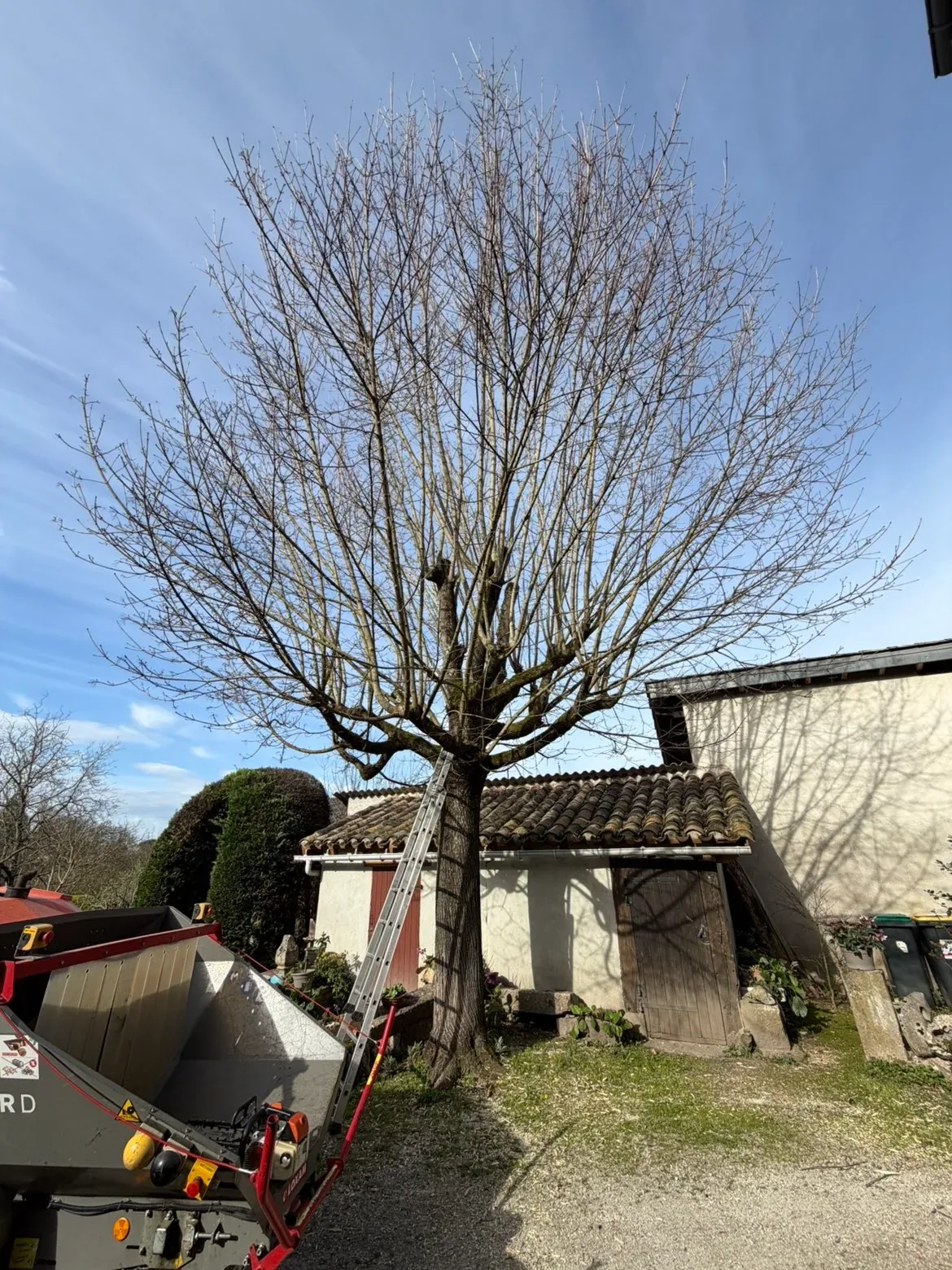 Arbre aux branches hautes près d'un bâtiment, avant la taille