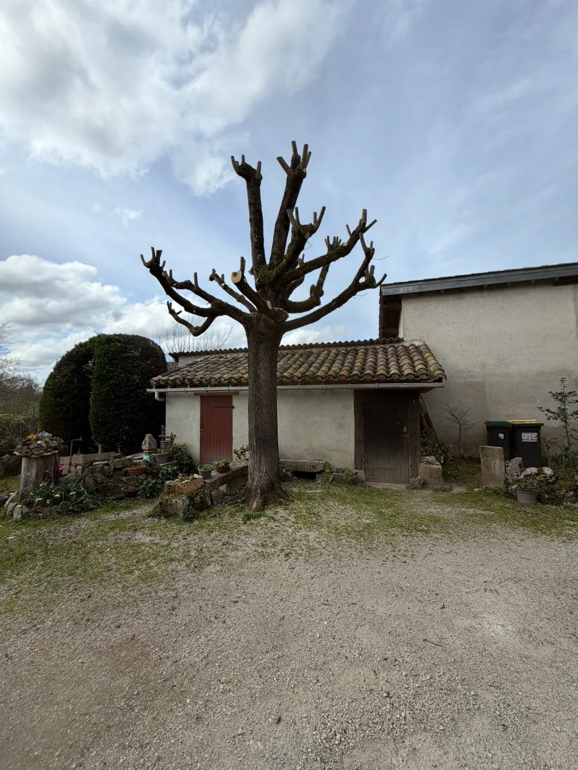 Même arbre près du bâtiment, avec des branches raccourcies après la taille