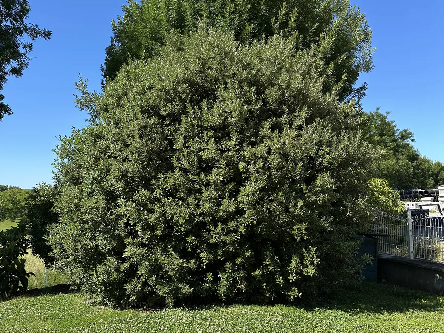 Grand arbuste très développé avant la taille