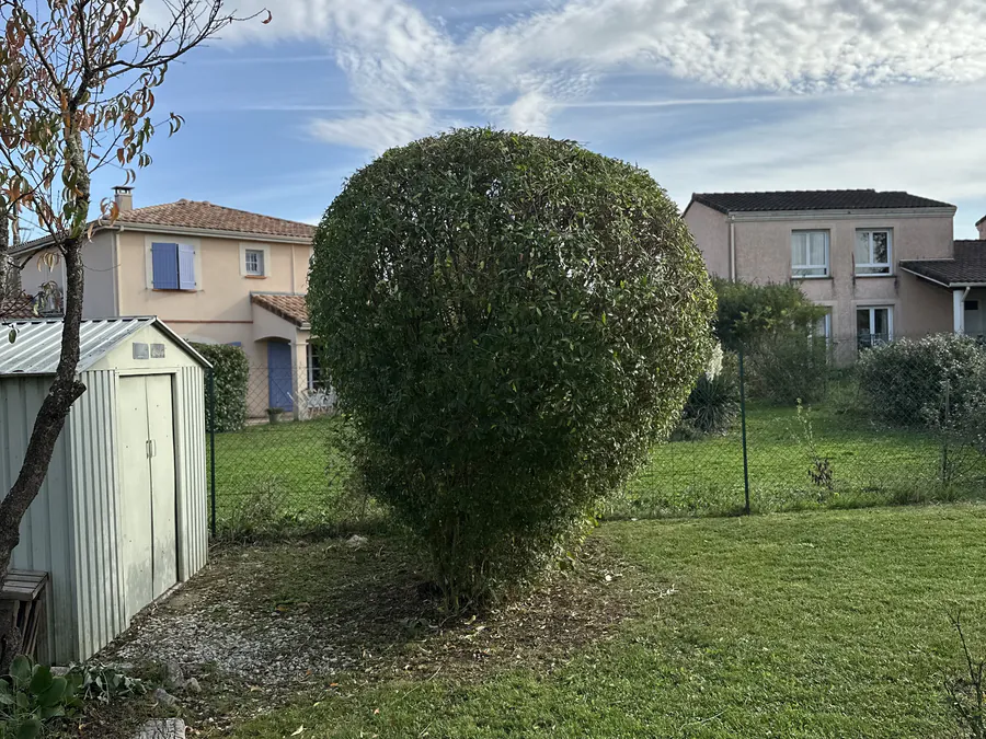 Même arbuste taillé dans une forme arrondie et compacte