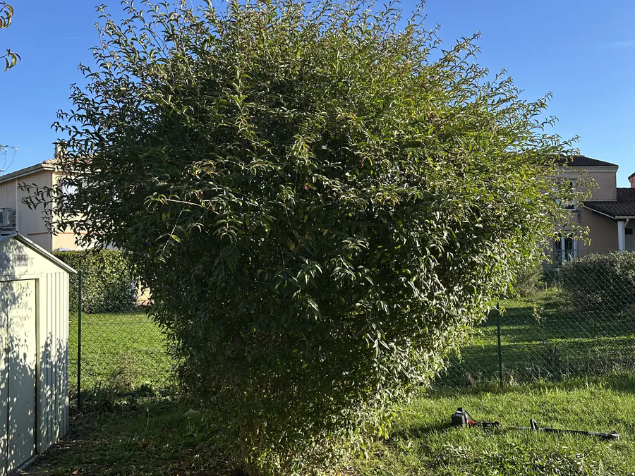Arbuste haut et irrégulier avant sa taille ornementale