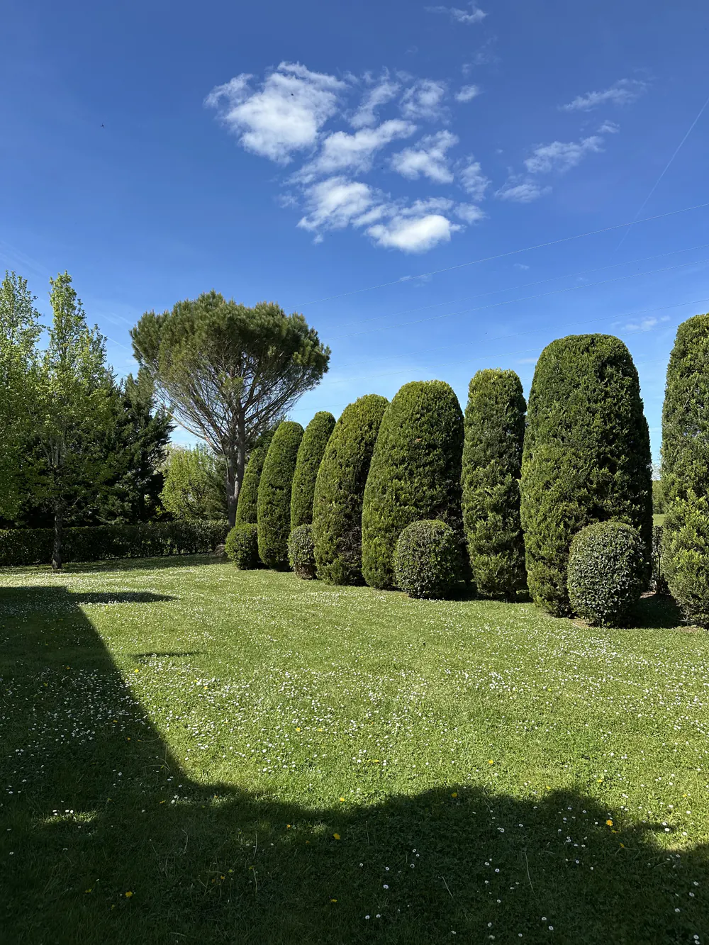Alignement de topiaires soigneusement taillées au bord d'une pelouse